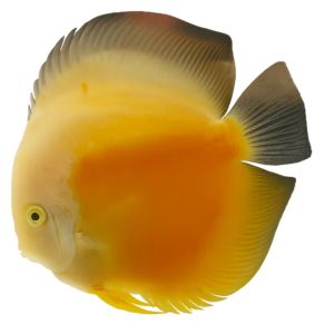 DISCUS WHITE & GOLD 9-10CM
