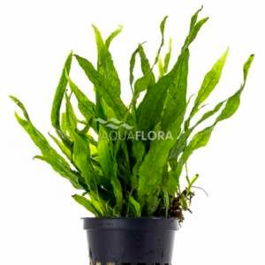 Microsorum pteropus ´Petit´ - PE