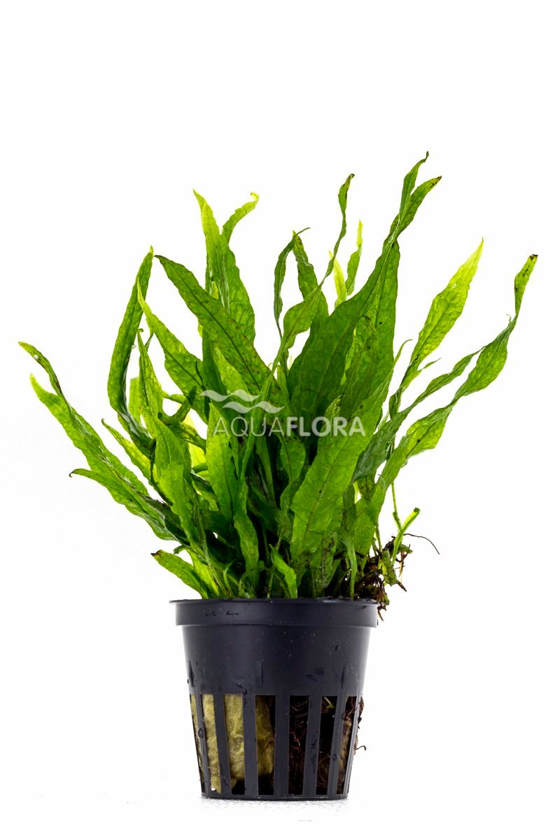 Microsorum pteropus ´Petit´ - PE