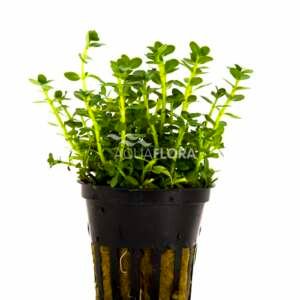 Rotala species ´Green´ - PE