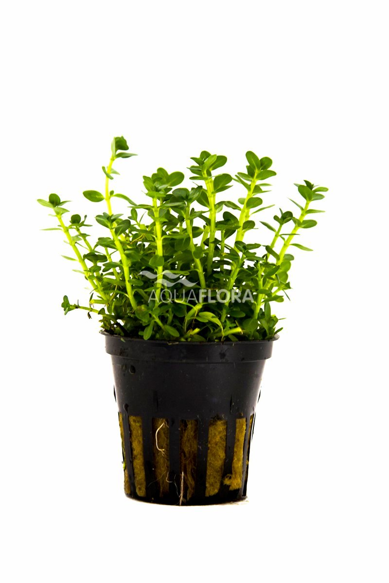 Rotala species ´Green´ - PE
