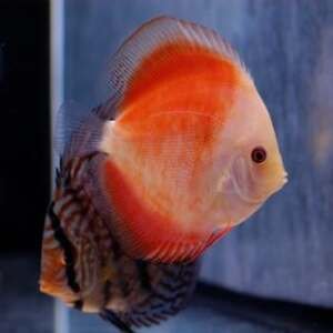 DISCUS RED MELON 9-10 CM