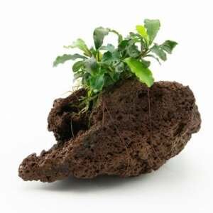 Bucephalandra sp. sobre pedra – NOVO! - easy Categ.