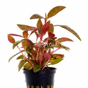 Alternanthera reineckii ´Rosaefolia´ - PE