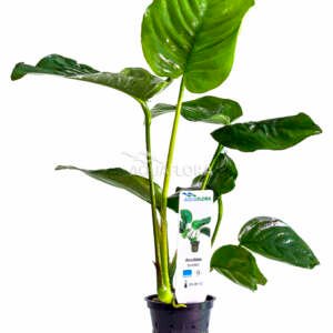 Anubias barteri - PE