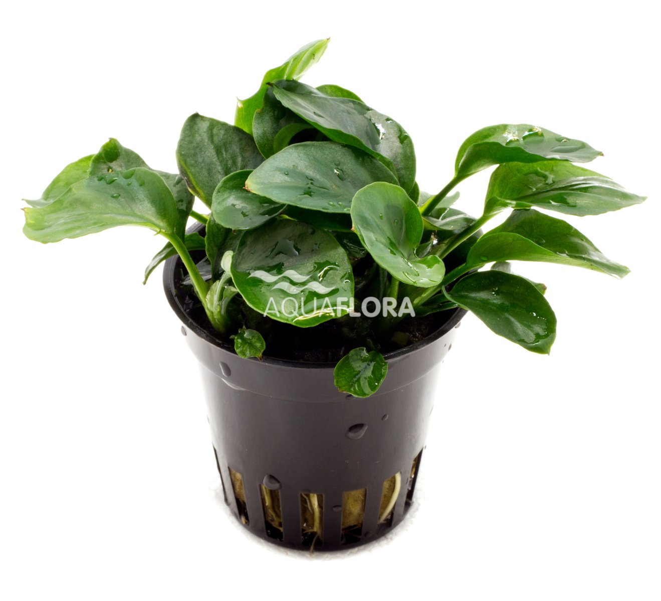 Anubias barteri var. nana ´Coin´ - PE