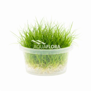 Eleocharis parvula - In Vitro Cup