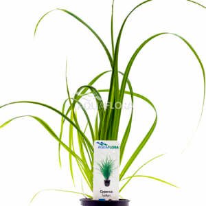 Cyperus helferi - PE