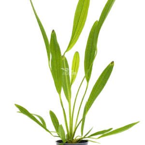 Echinodorus uruguayensis - PE