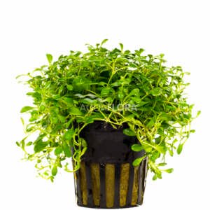 Glossostigma elatinoides - PE