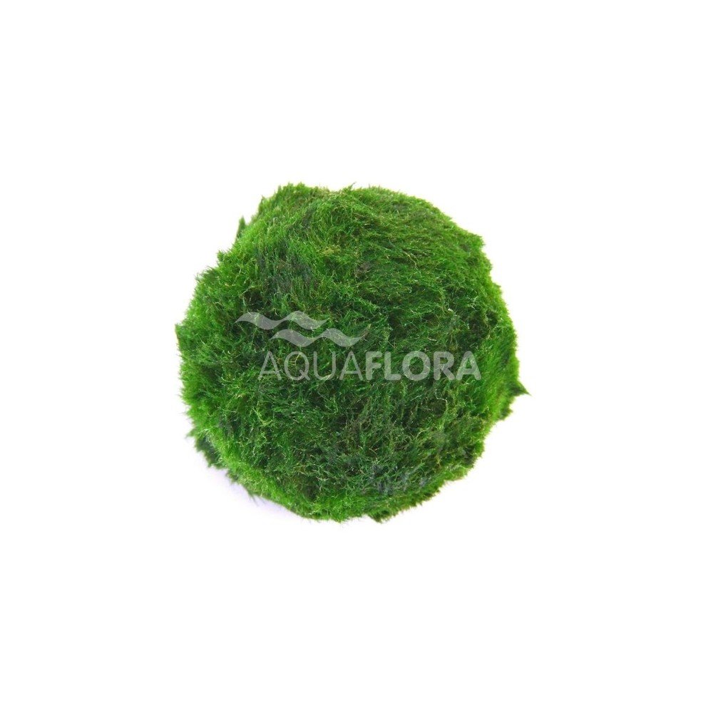 Cladophora aegagropila M (3-4cm) - LA