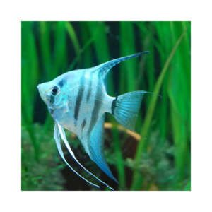 PTEROPHYLLUM SCALARE BLUE AVATAR 3