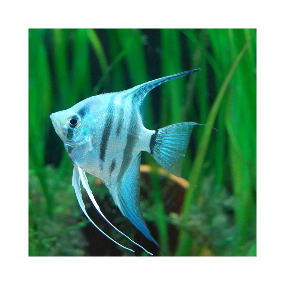 PTEROPHYLLUM SCALARE BLUE AVATAR 3