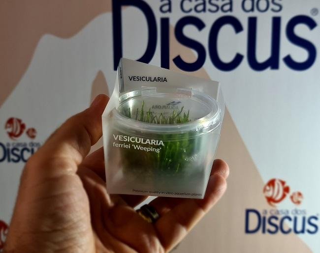 Vesicularia ferriei 'Weeping' - In Vitro Cup