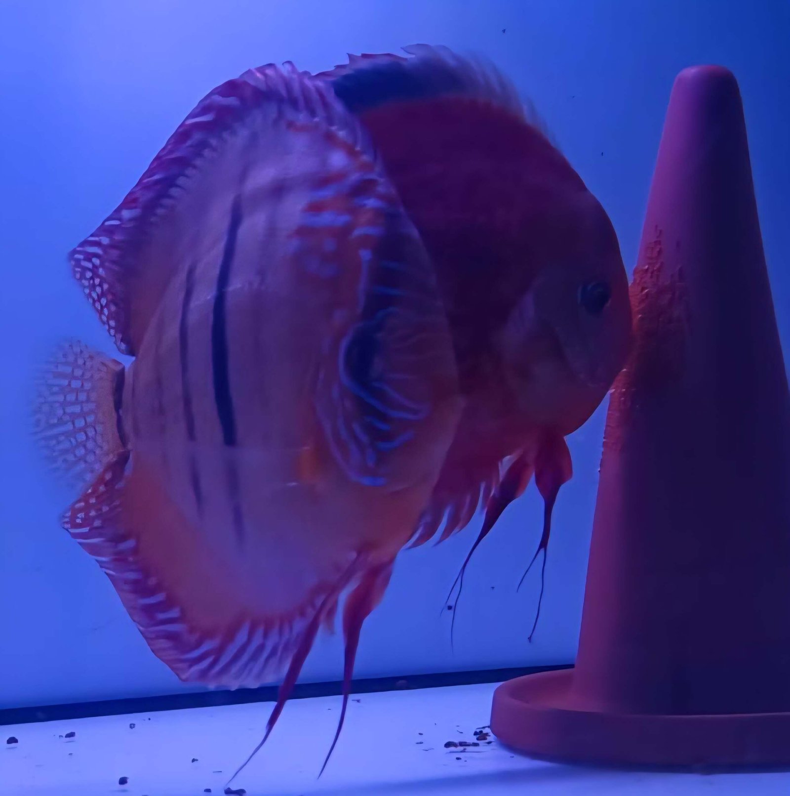 Discus Red Ica X Royal Blue 5-6cm