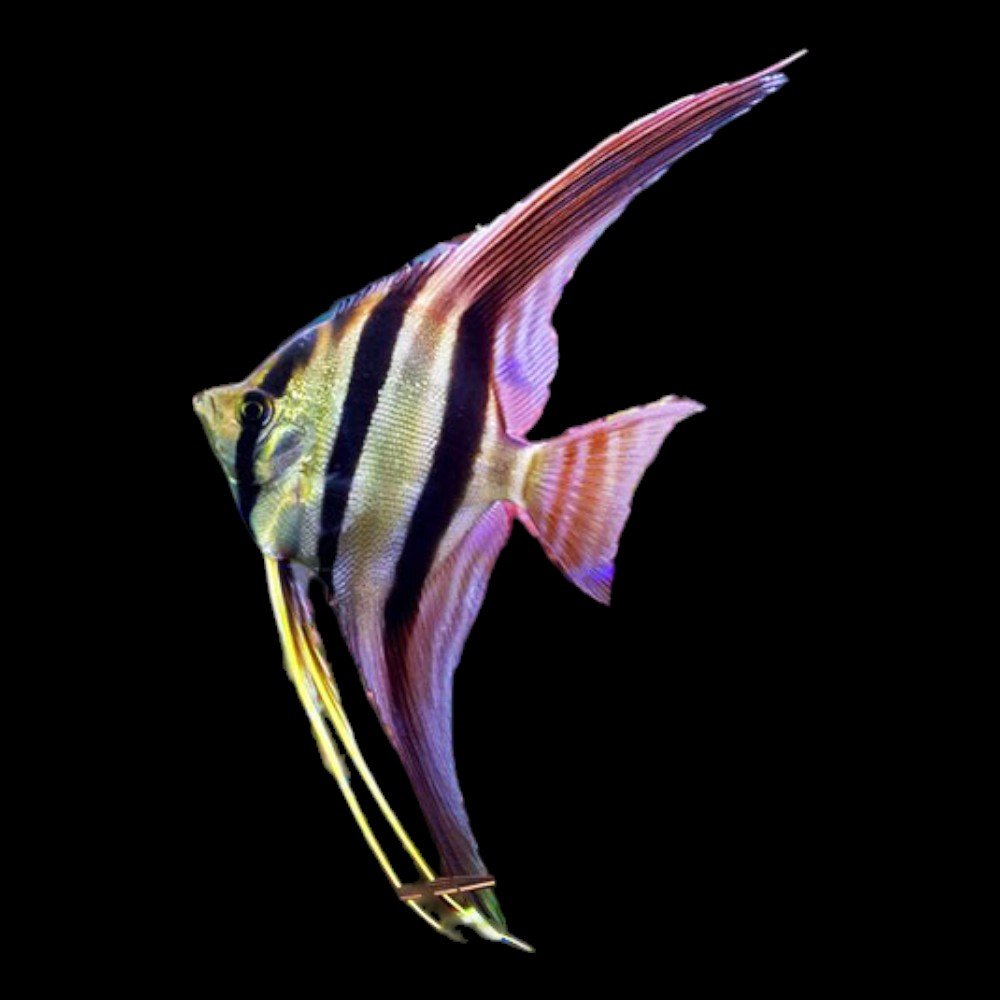 Pterophyllum Altum Orinoco Red - Simon Forkel