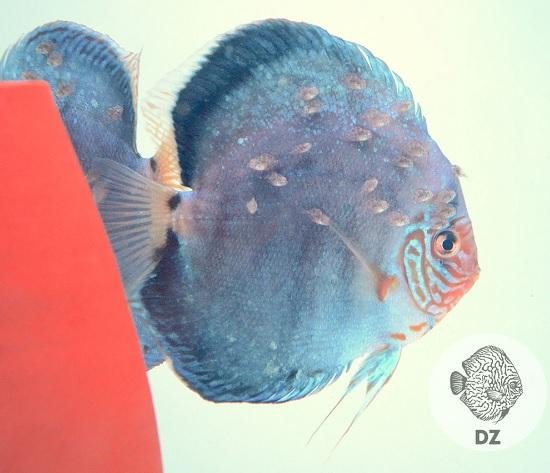 Discus Solid Turquoise 12-14cm