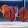 Discus Baramansa 8-10cm