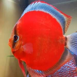 Discus Baramansa 8-10cm