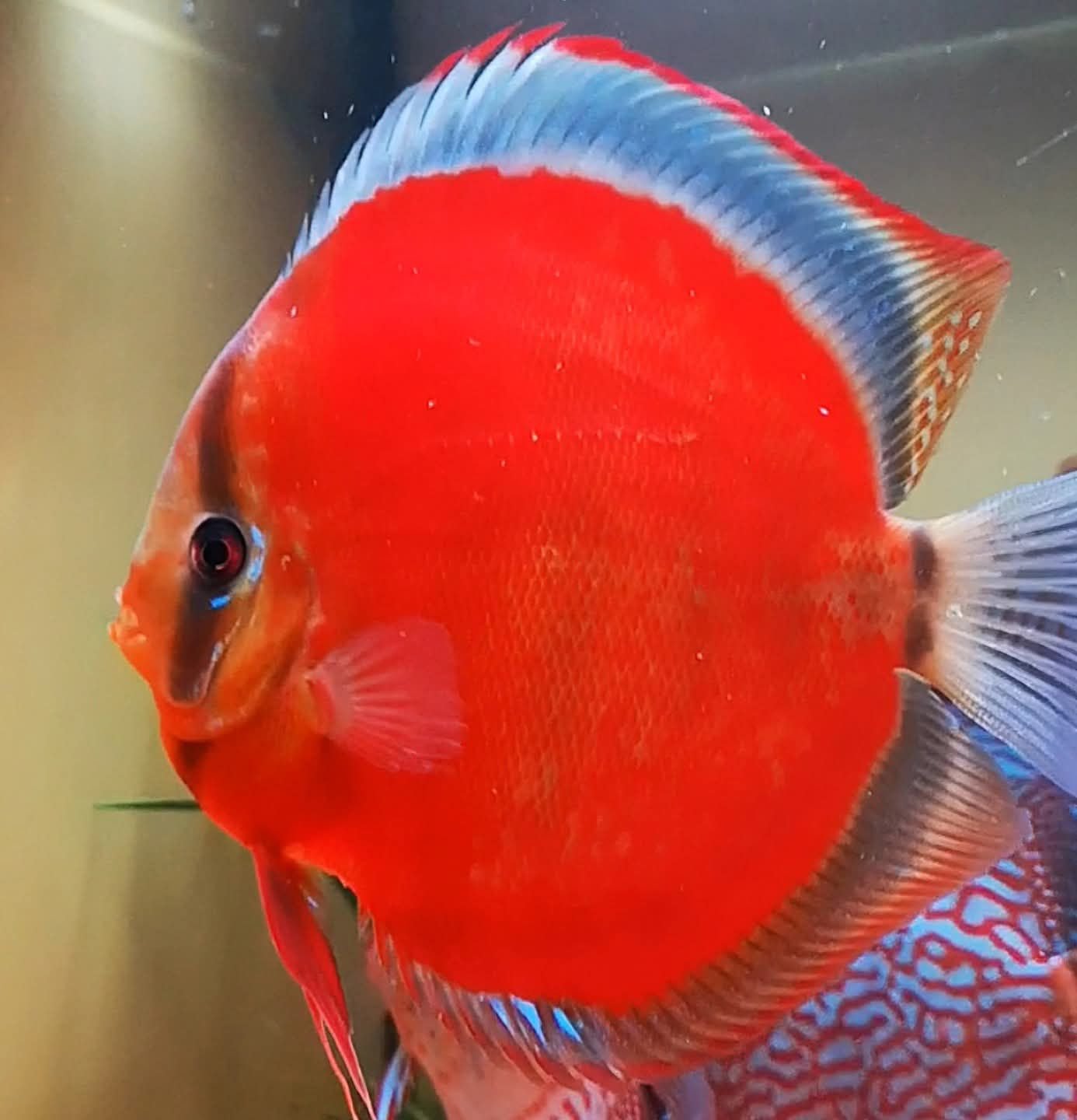 Discus Baramansa 8-10cm