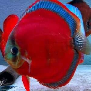 Discus Red cover Blue Rim 8-10cm