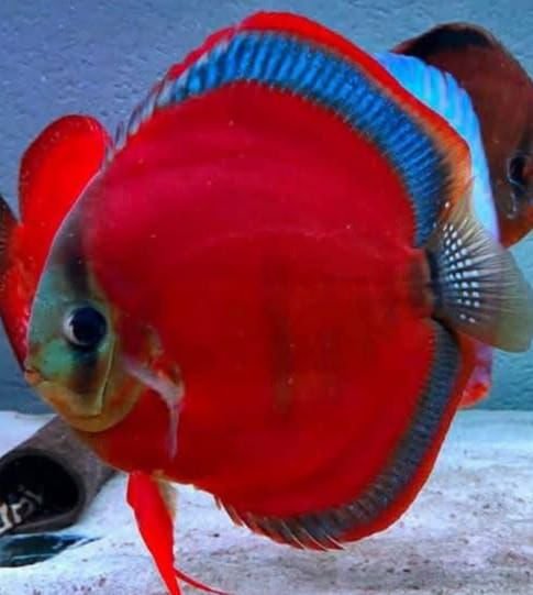Discus Red cover Blue Rim 8-10cm