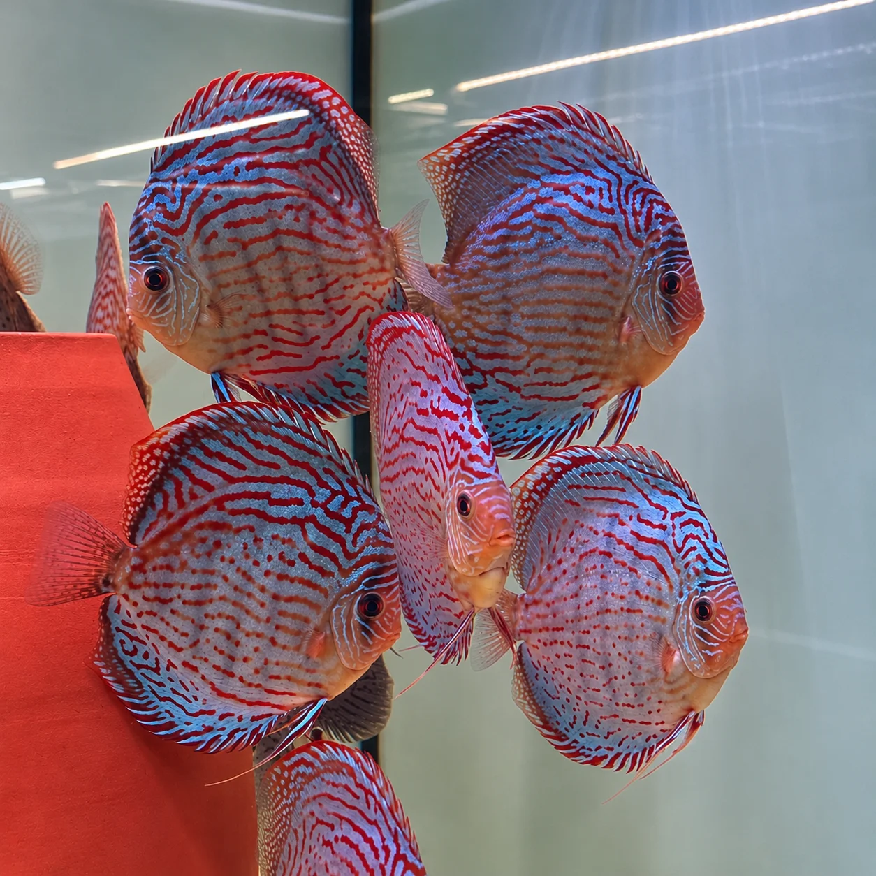 Discus Red Turquoise 15-18cm