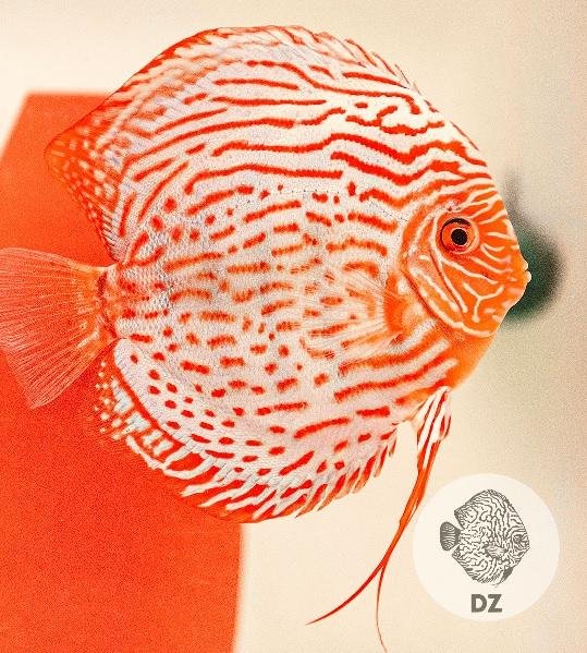 Discus Red Turquoise 11-12cm