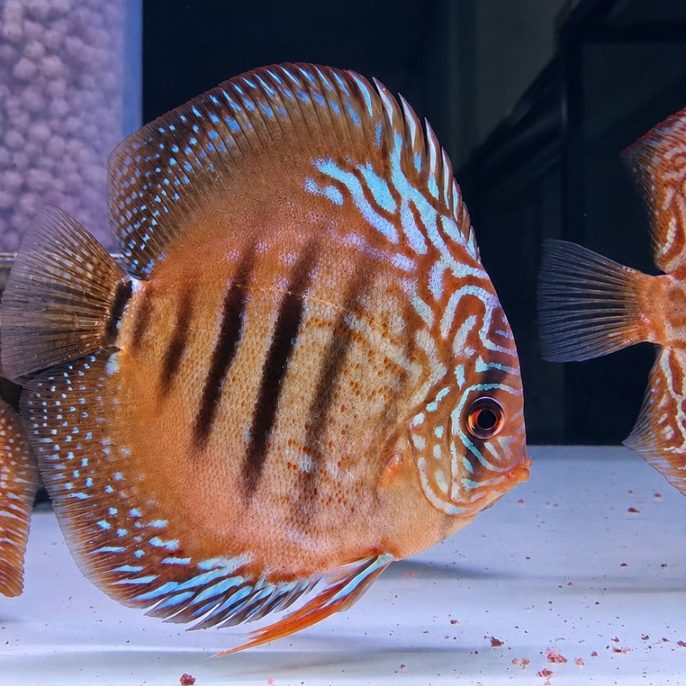 Discus Red Ica X Royal Blue 12-13cm