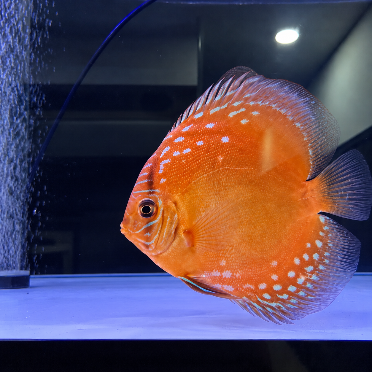 Discus Curipera 15-18cm