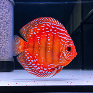 Discus Alenquer 15-18cm