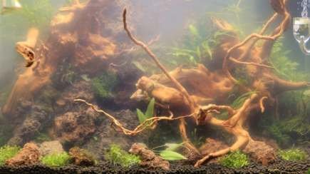 aquario_original_1200x628